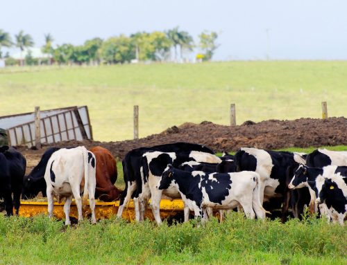From Citrus Groves To Cattle: Why Florida Farms Need Insurance